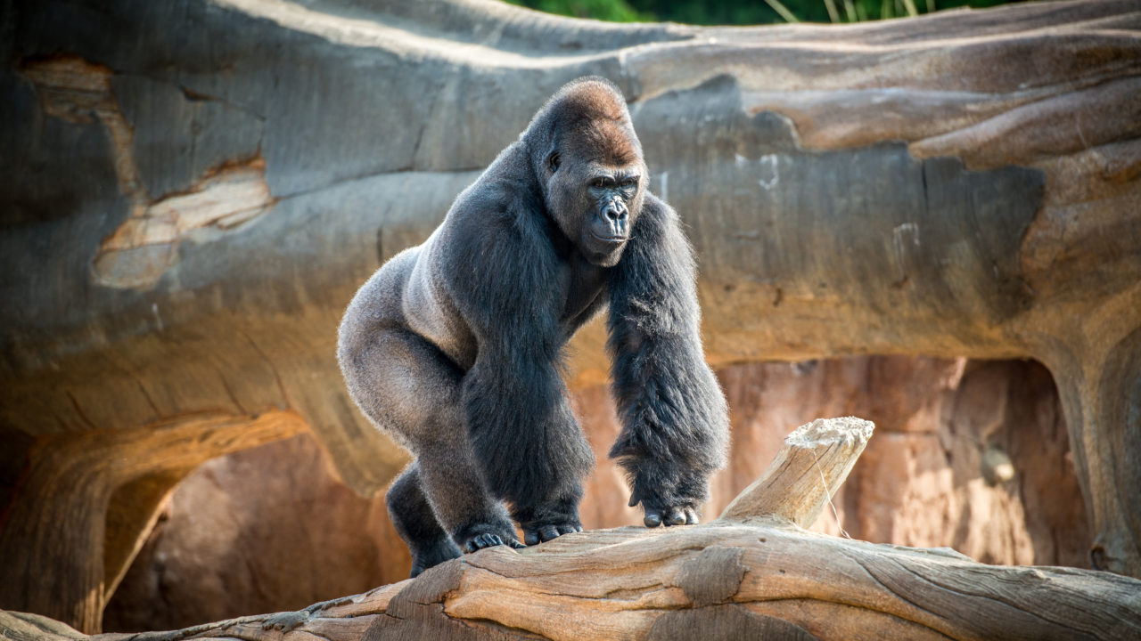No Monkeying Around: Houston Zoo Gorilla Habitat