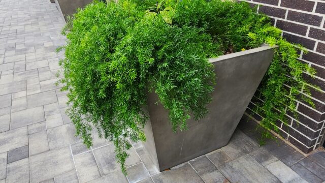 Rosslyn at Garden Oaks Planters